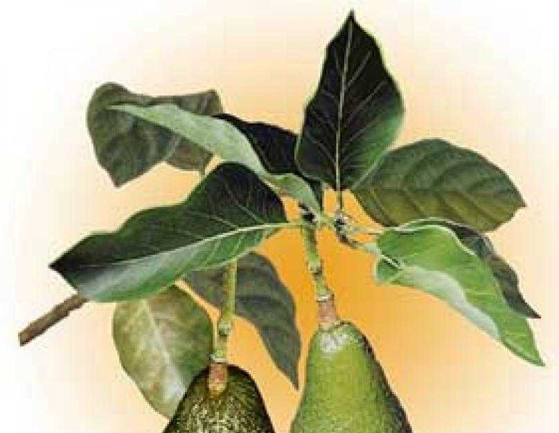 У авокадо сохнут листья: что делать чтобы спасти растения?