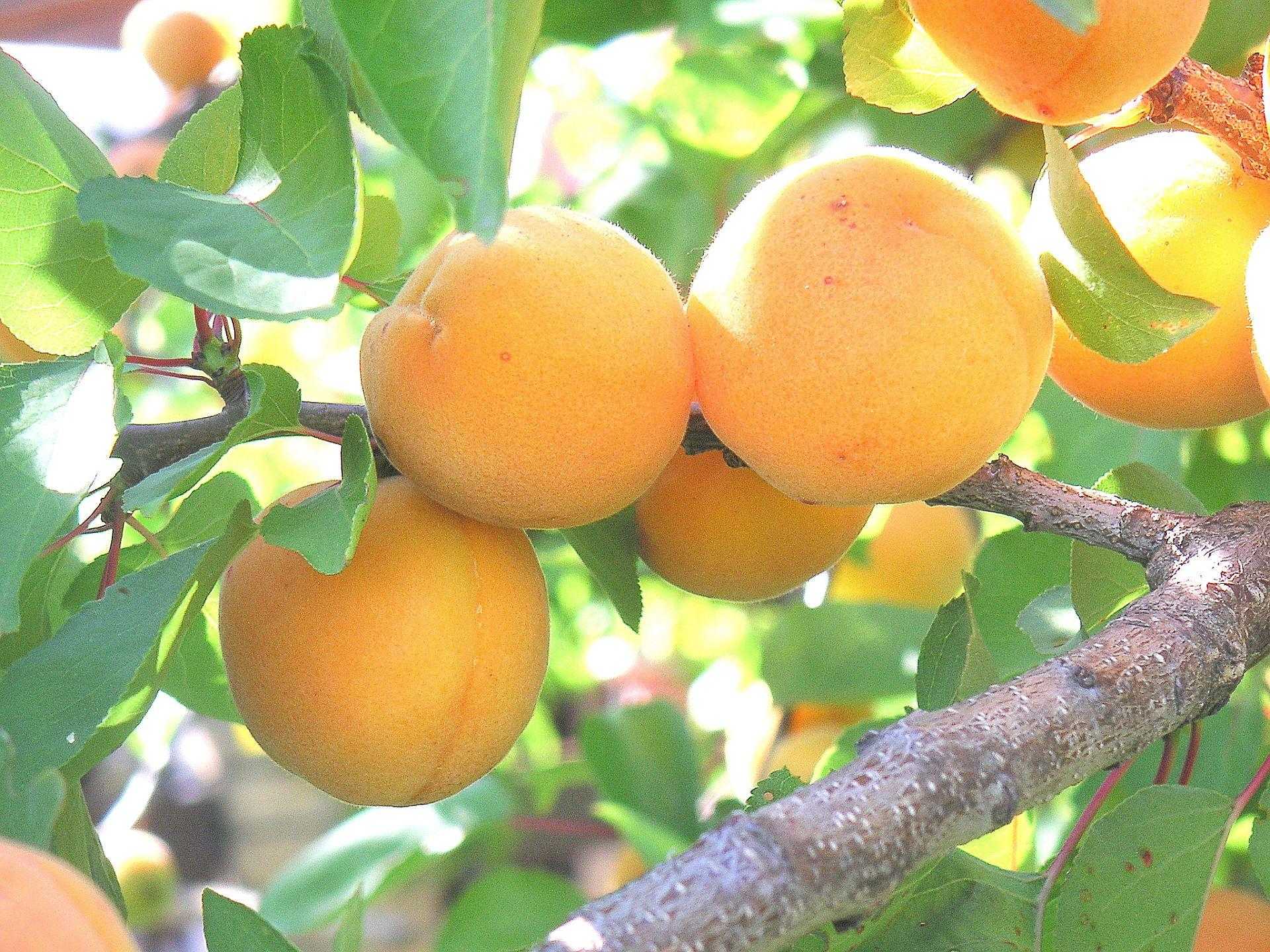 Сорт абрикоса алеша: описание сорта, фото, отзывы | сортовед