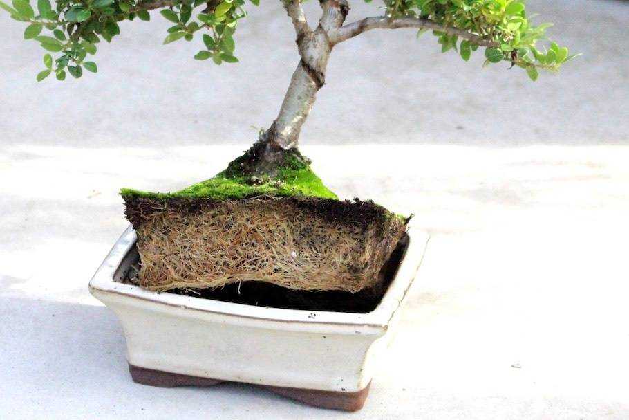 Как вырастить бонсай из обычного дерева в домашних условиях