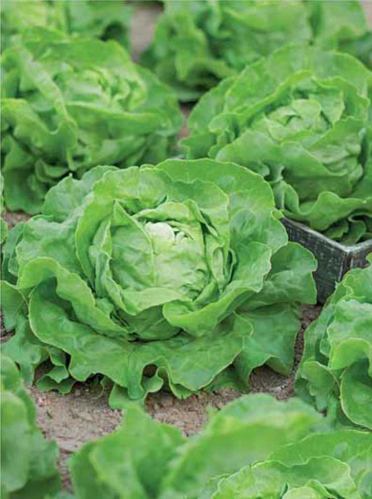 Листовой салат – польза и вред для организма человека, противопоказания, рецепты блюд