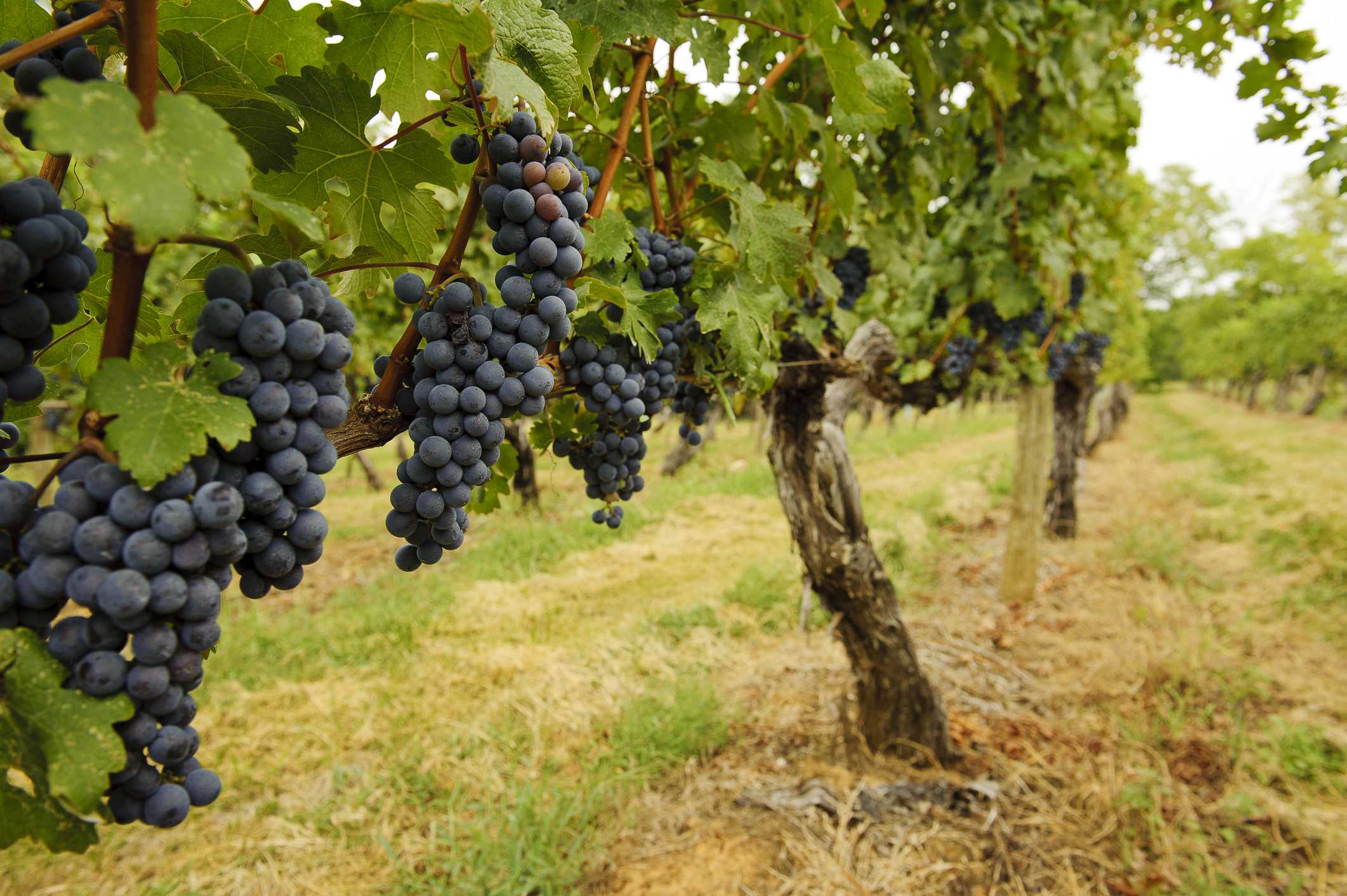 Виноград Юпитер: описание сорта, фото, отзывы Достоинства и недостатки, рекомендации по выращиванию, уходу и обрезке