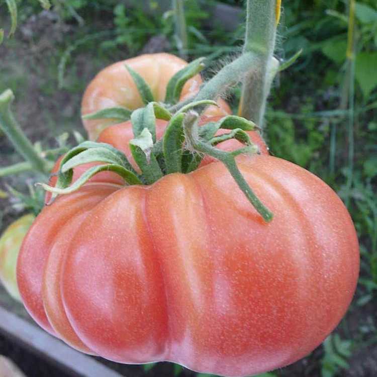Сортовые характеристики и особенности сорта томатов «розовый слон»