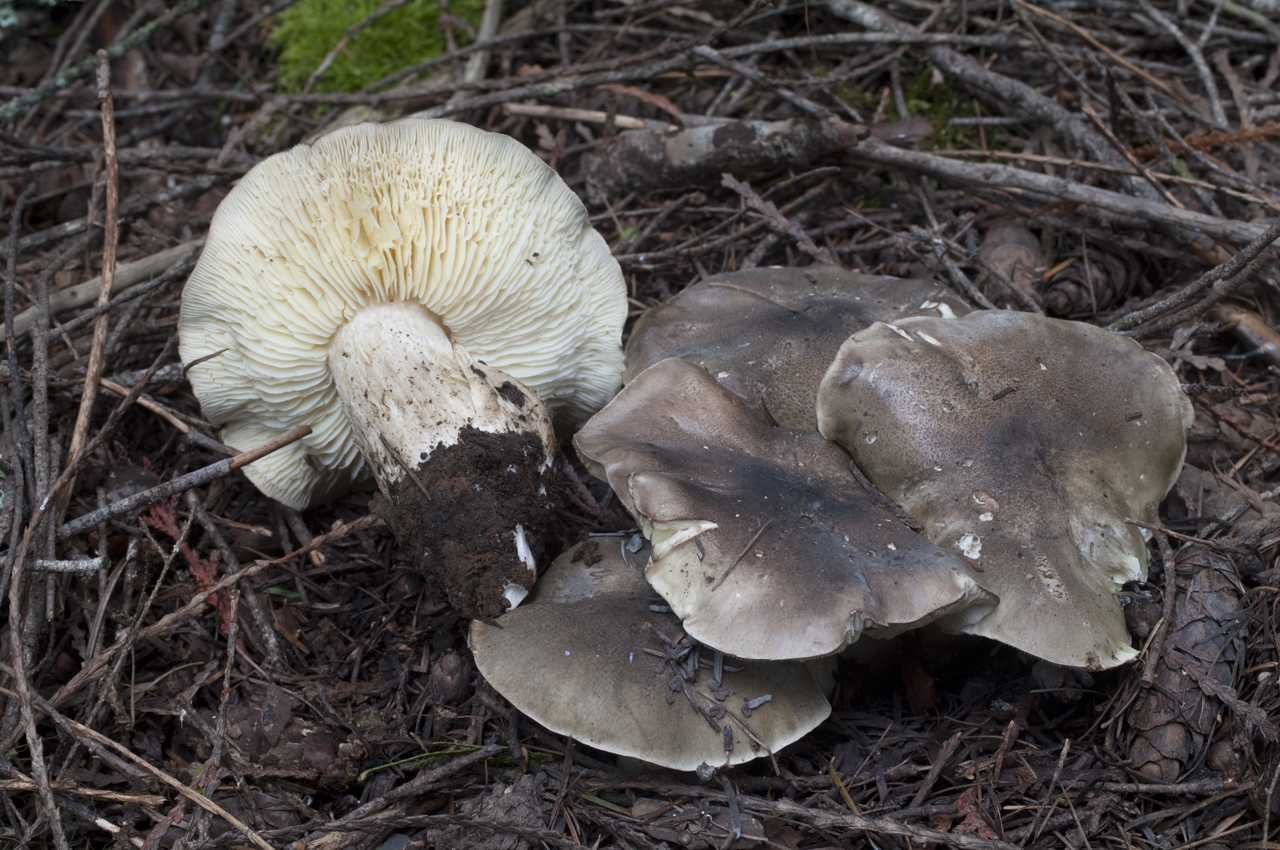 Ложный белый гриб 🍄 (4 простых отличия) - описание и фото ложного желчного гриба или по-народному горчака
