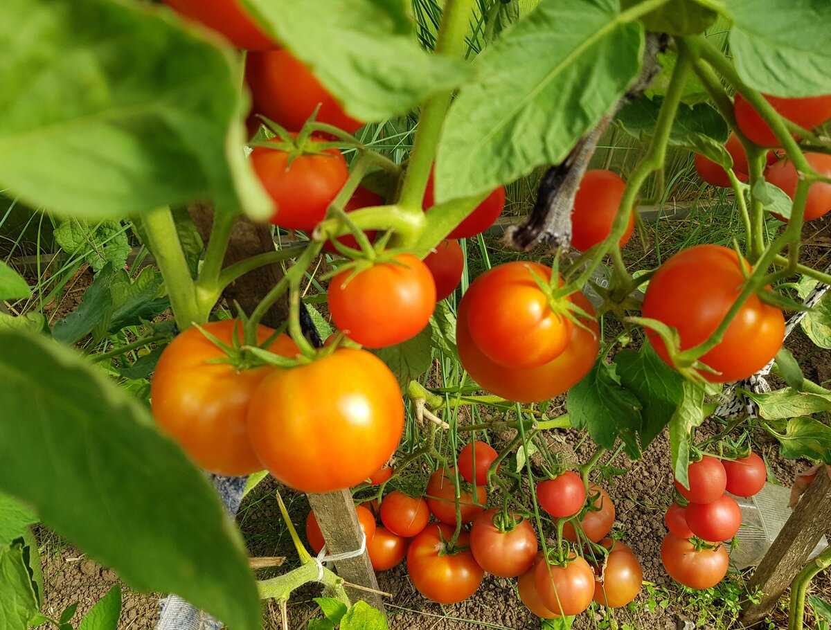Помидоры любят солнце. Сорт томата праздничный. Сорт помидор Карлсон. Томат однолетнее растение или нет. Томат любимый праздник.