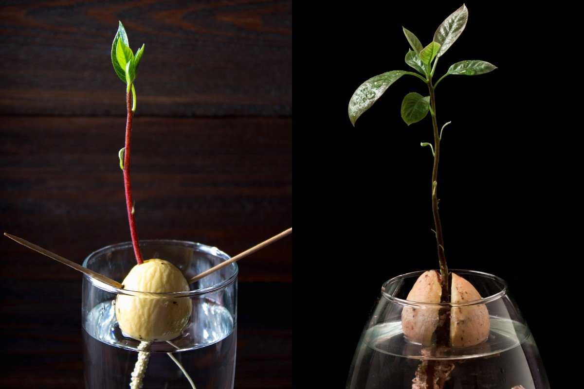 Можно ли вырастить авокадо в подмосковье 2021