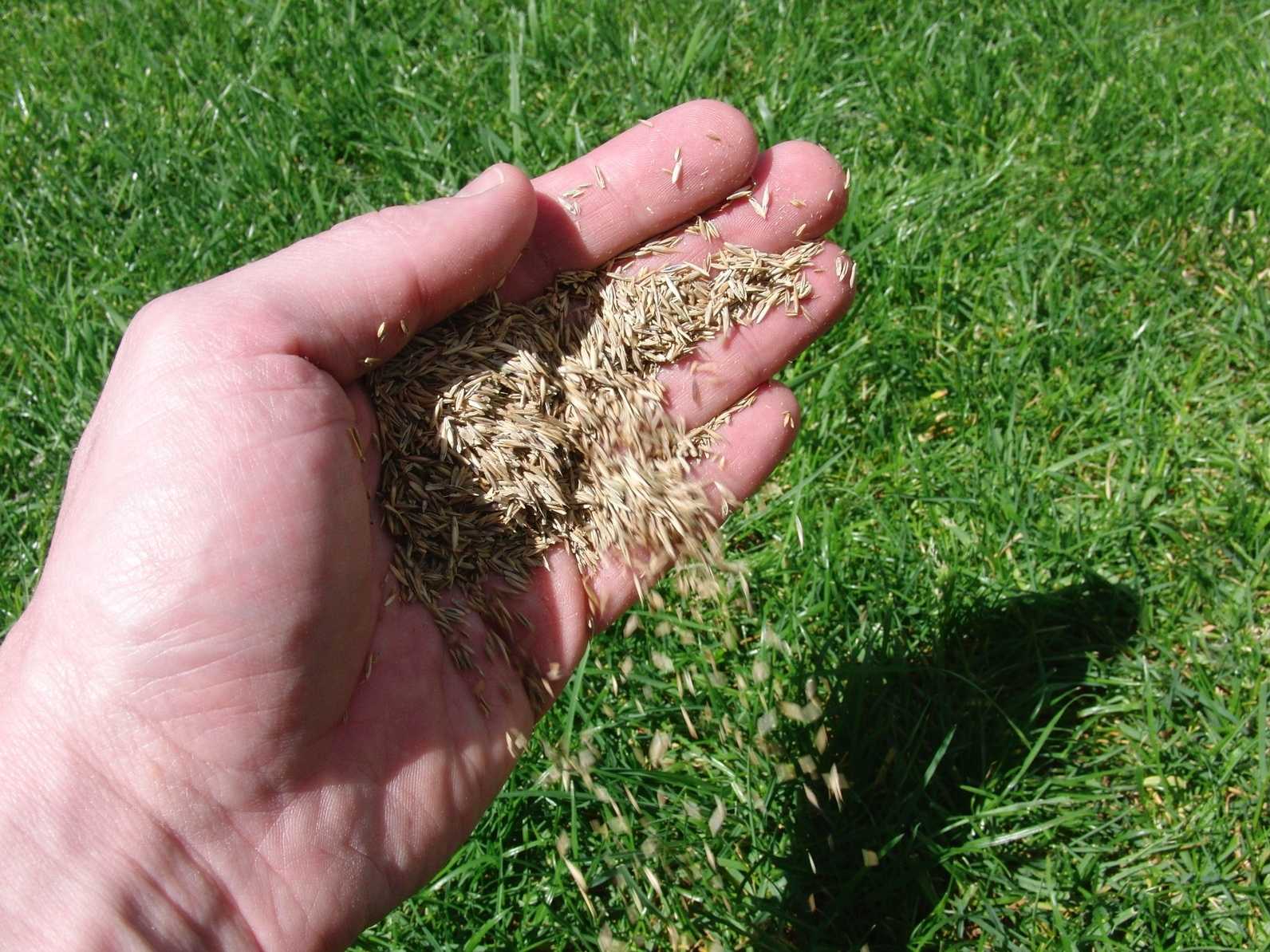 Как правильно сеять газонную траву своими руками