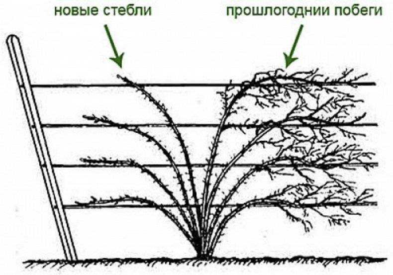Правила посадки и ухода за ежевикой в открытом грунте: особенности выращивания, сорта, видео инструкция
