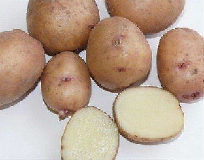 Картофель "аврора" - описание сорта, фото, отзывы и урожайность