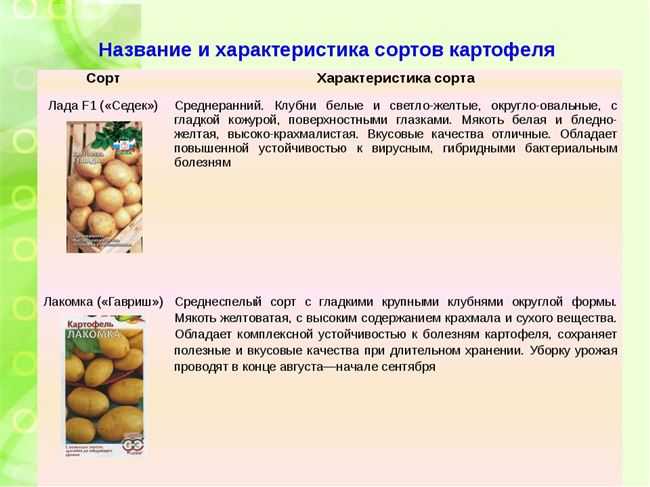 Особенности выращивания сорта картофеля сынок и его отличительные характеристики