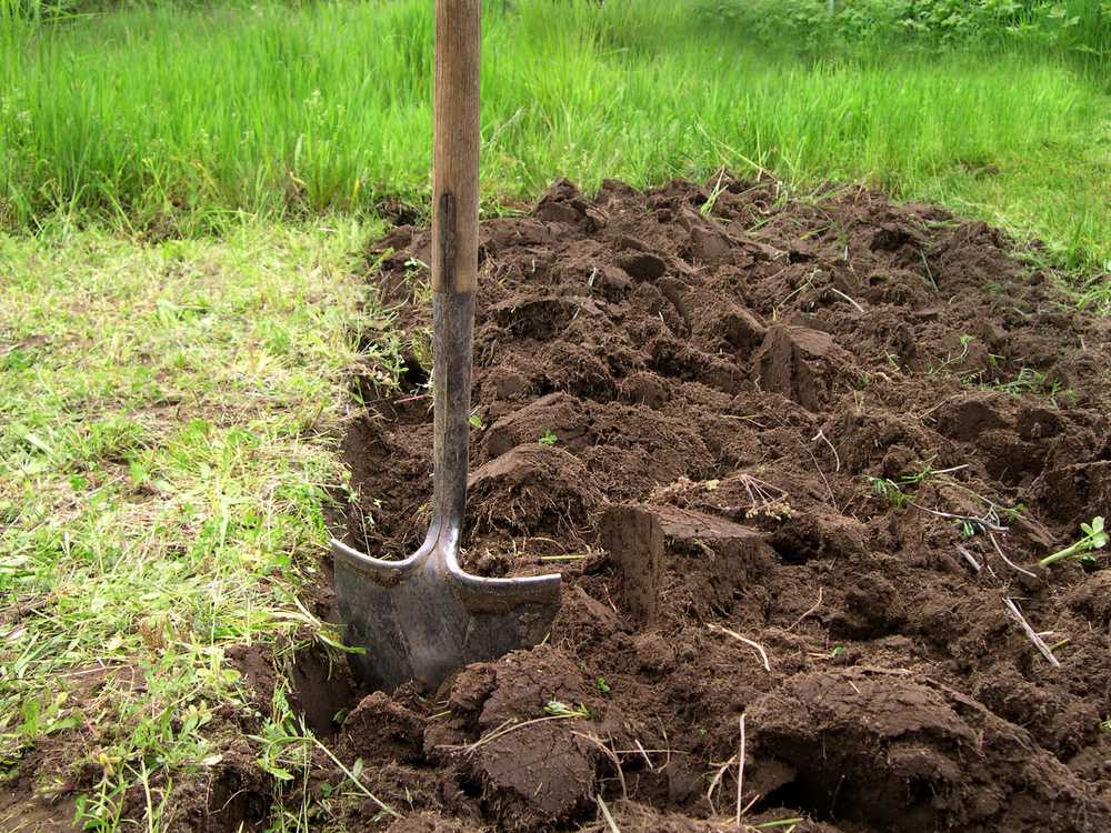 ᐉ как быстро выкопать картошку лопатой - godacha.ru