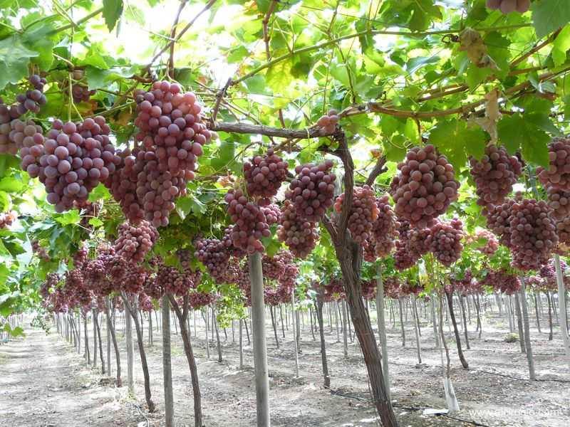 Результаты сортоизучения сорта винограда red globe в условиях нижнего придонья