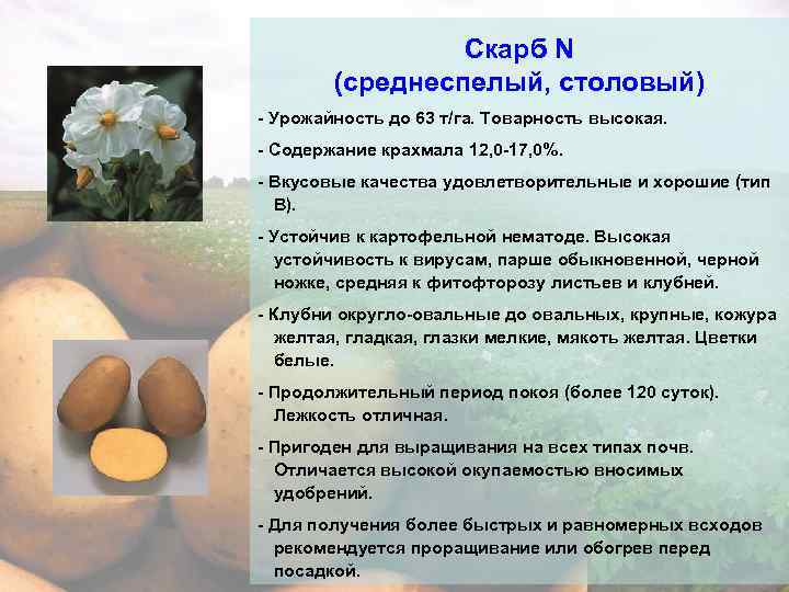 Сорт картофеля "луговской": характеристика и описание овоща, фото внешнего вида, особенности посадки, выращивания и сбора урожая