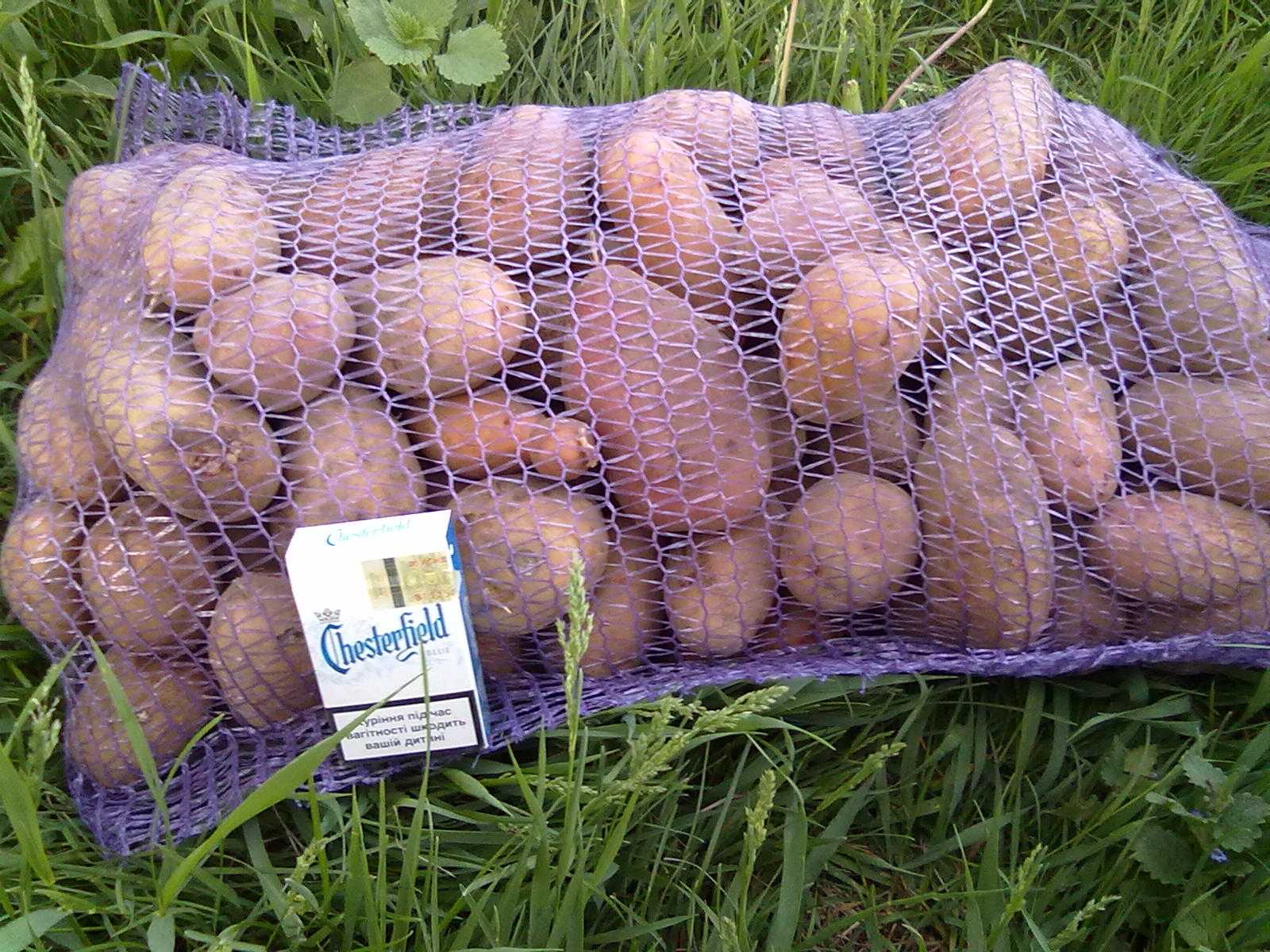 Картофель славянка: описание и характеристика сорта, урожайность с фото