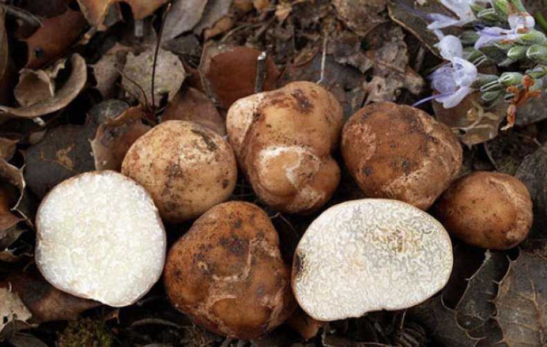Что такое трюфель? гриб трюфель: описание, где растет, как найти
