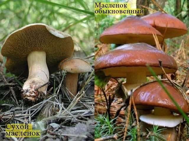 Съедобные маслята и их двойники: как отличить ложные грибы