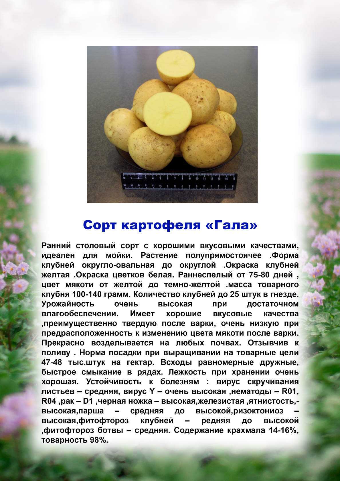Картофель утро раннее: описание и характеристика сорта, урожайность с фото