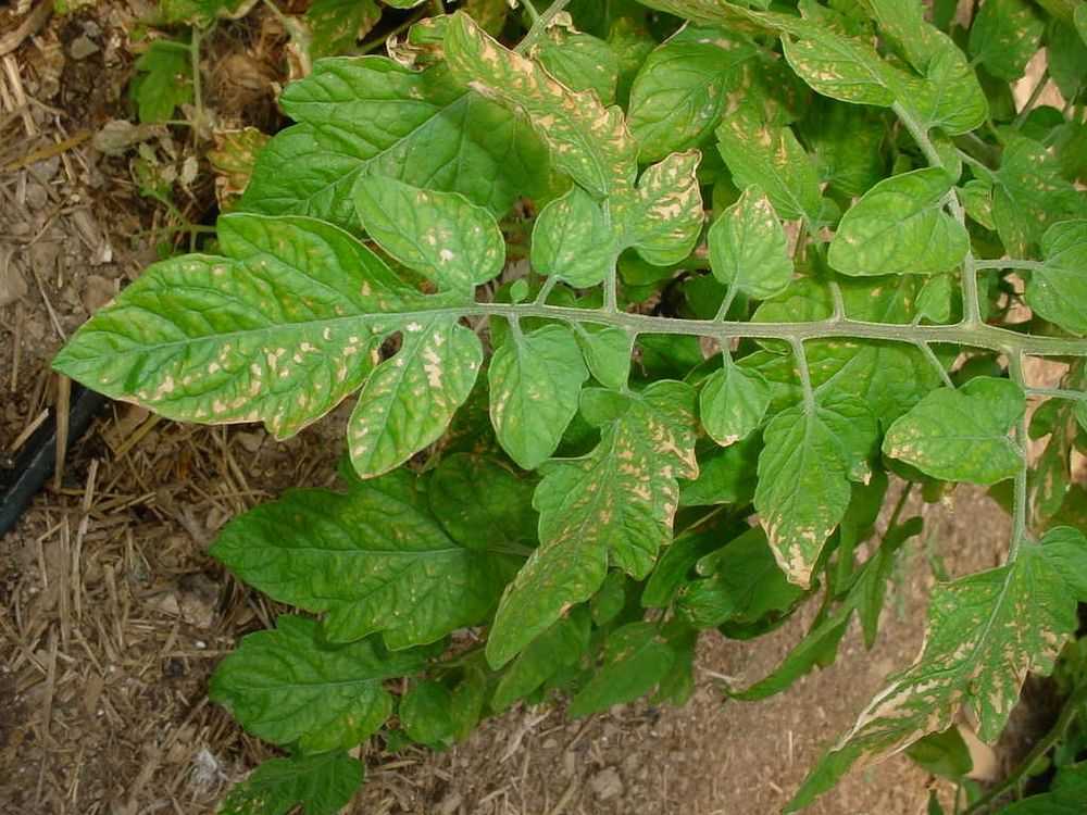 Фото болезни помидор по листьям