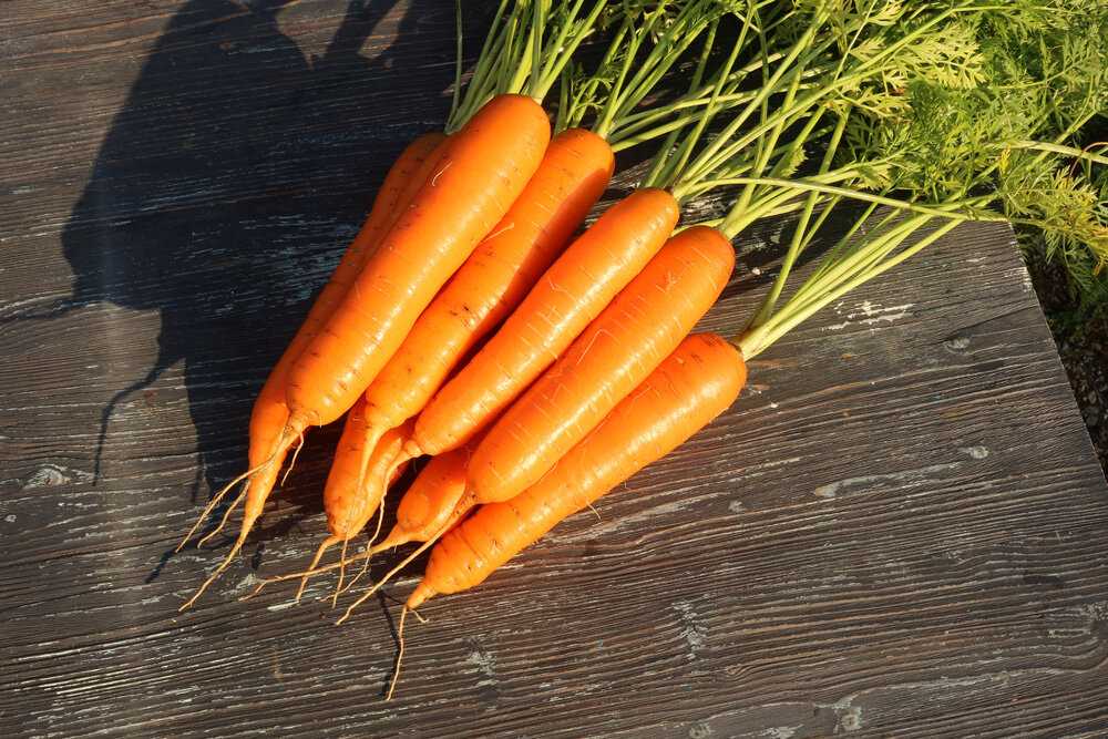 ✅ морковь сорта санькина любовь: особенности и характеристика, агротехника выращивания и ухода, фото - tehnoyug.com