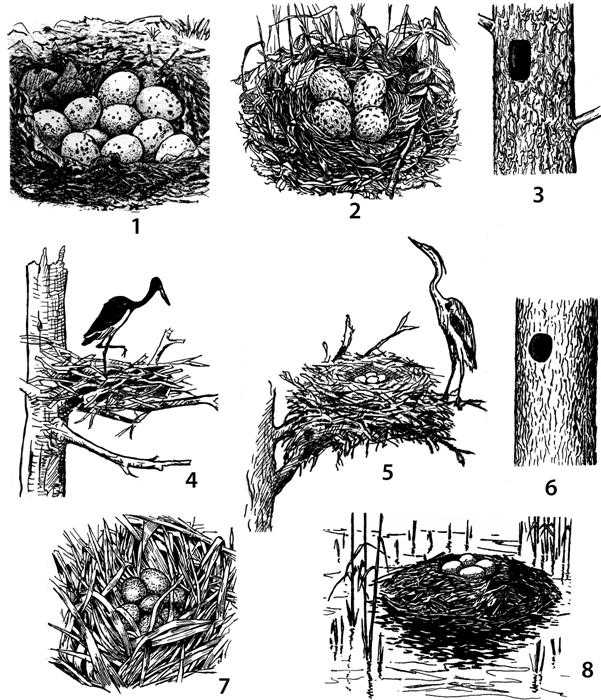 Гнезда разных птиц. Гнезда птиц для дошкольников. Типы гнезд птиц. Гнезда разных видов птиц. Формы гнезд птиц.