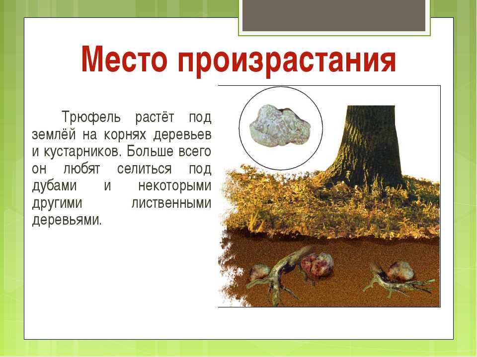 Грибоводство в россии - выращивание трюфелей в домашних условиях