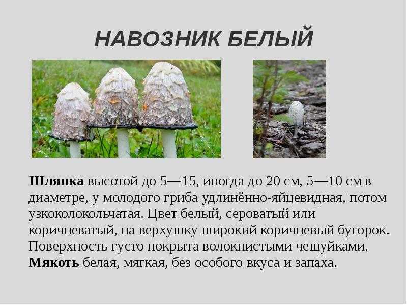 Весенние съедобные грибы: характеристика видов и советы по приготовлению