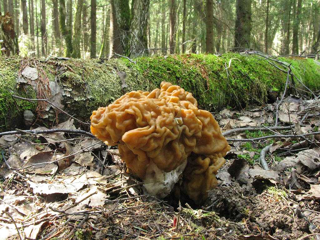 Сморчки грибы фото съедобные где растут и когда собирать подмосковье