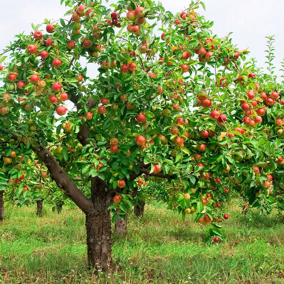 Яблоня Фуджи дерево сад