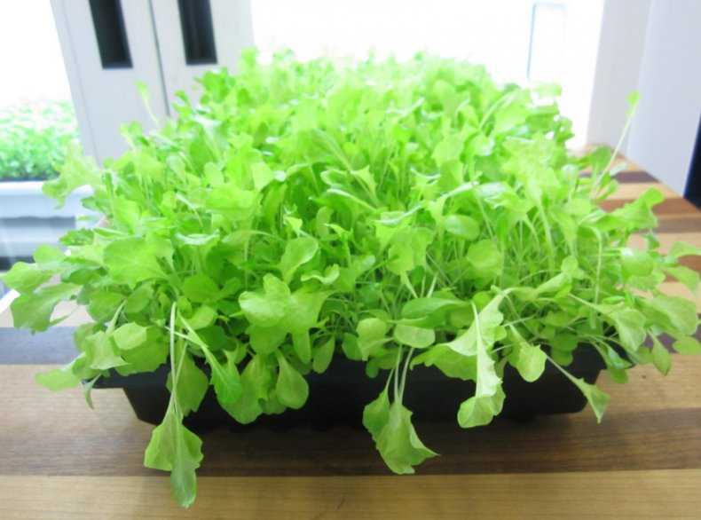 Когда и как сажать (сеять) салат в открытый грунт семенами весной 2022