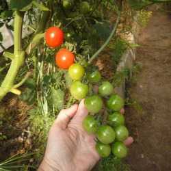 Выращивание с описанием и характеристиками сорта томата дюймовочка