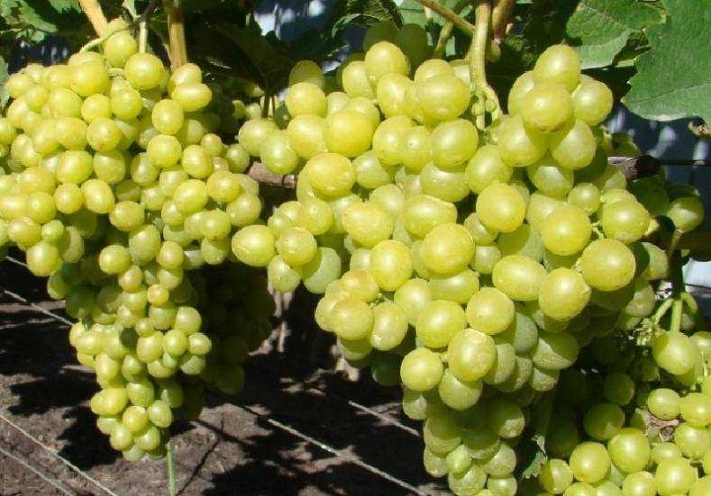 Виноград аттика: отзывы, фото, описание сорта, выращивание, посадка и уход, урожайность