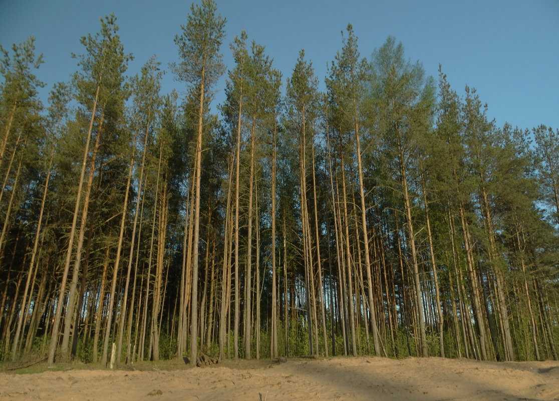 Самые высокие деревья в россии: топ-10