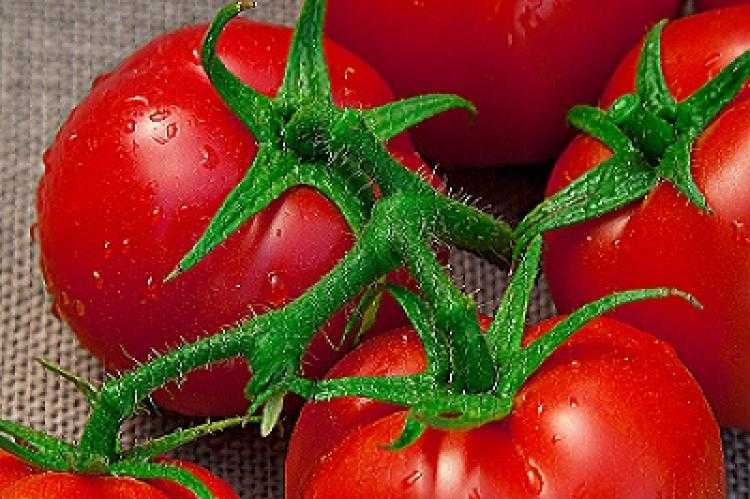 Купить семена помидоров на озоне. Томат Быстренок. 112-599 F1 томат гибрид. Помидоры средние красные.