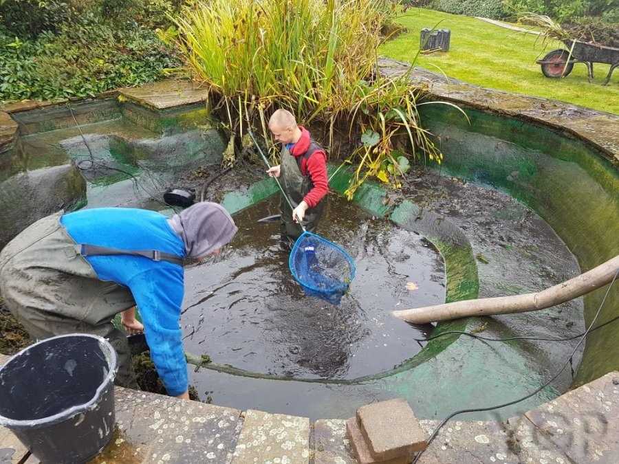Как почистить пруд от ила легко и быстро. какую рыбу запустить в пруд для очистки? купить рыбу для очистки пруда от травы