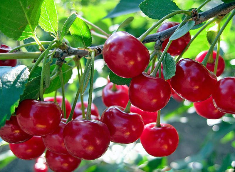 12 лучших сортов вишни: для средней полосы, самоплодные для нижегородской области, самоопыляемые для татарстана, сладкие для самарской