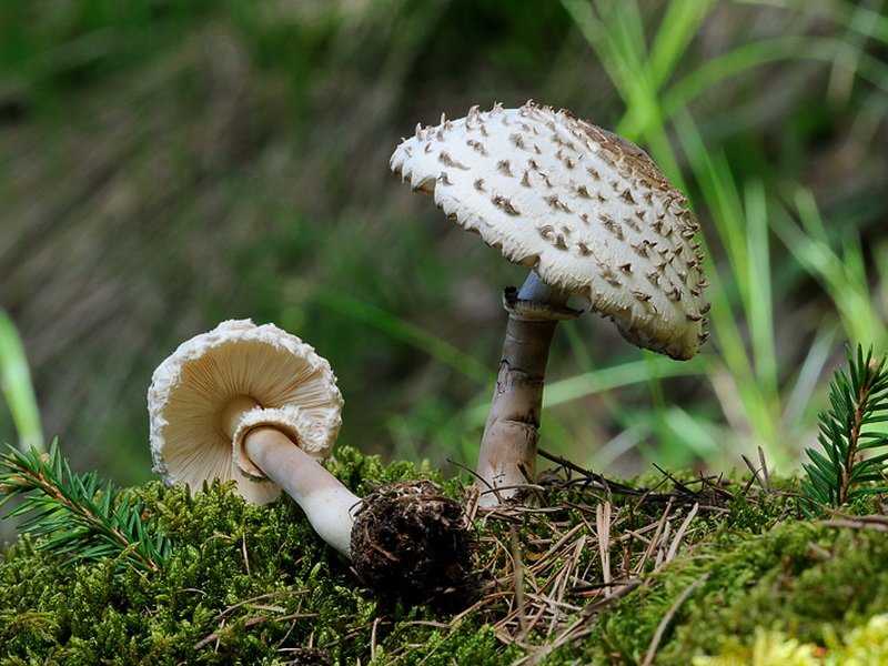 Рецепты приготовления гриба зонтика пёстрого и других видов
