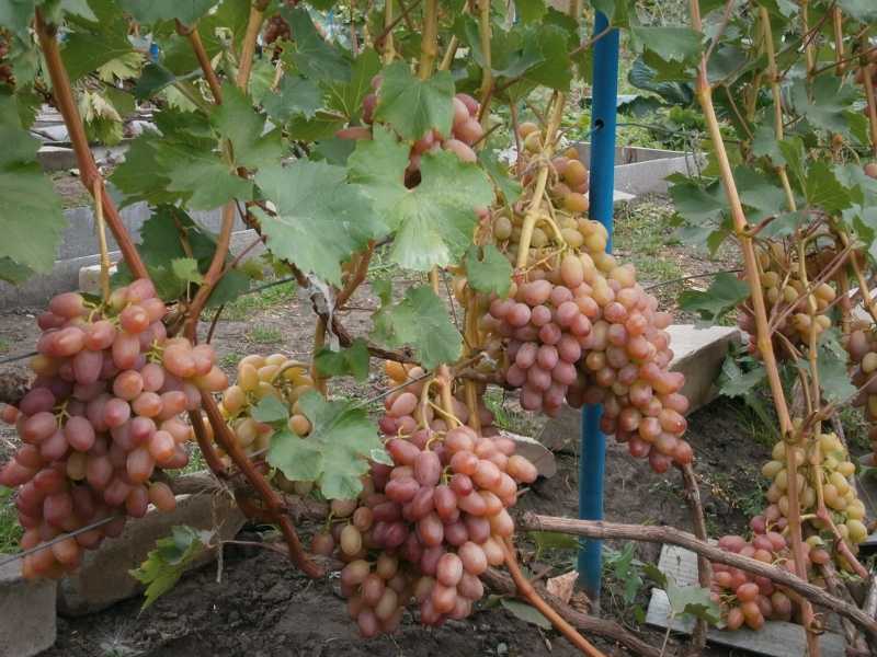 Виноград «гелиос»: описание сорта, фото и отзывы. основные плюсы и минусы, сравнение с аналогами, характеристики и особенности выращивания в регионах