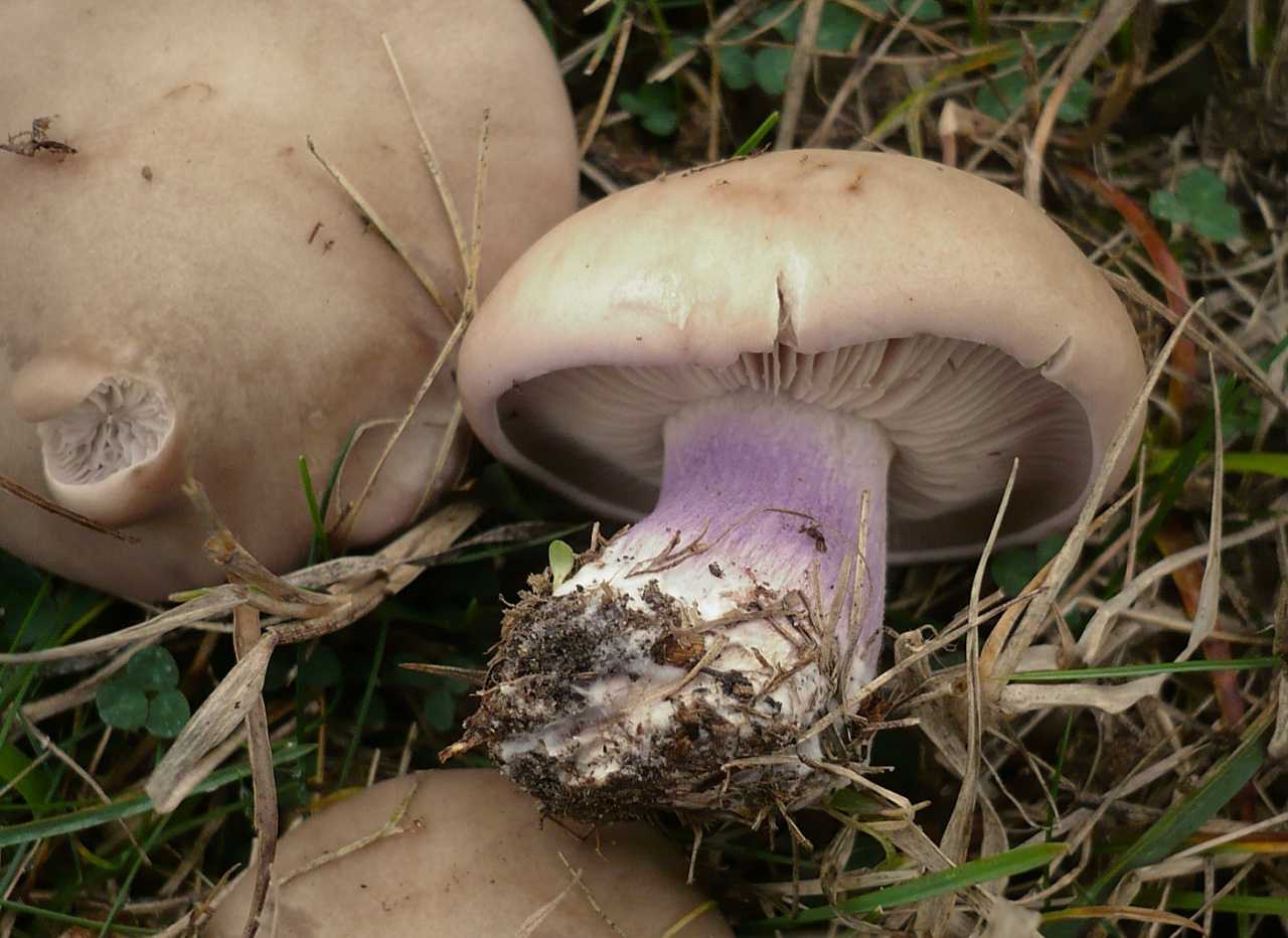 ✅галлюциногенные грибы: действие и последствия употребления | вред, эффект, передозировка грибами