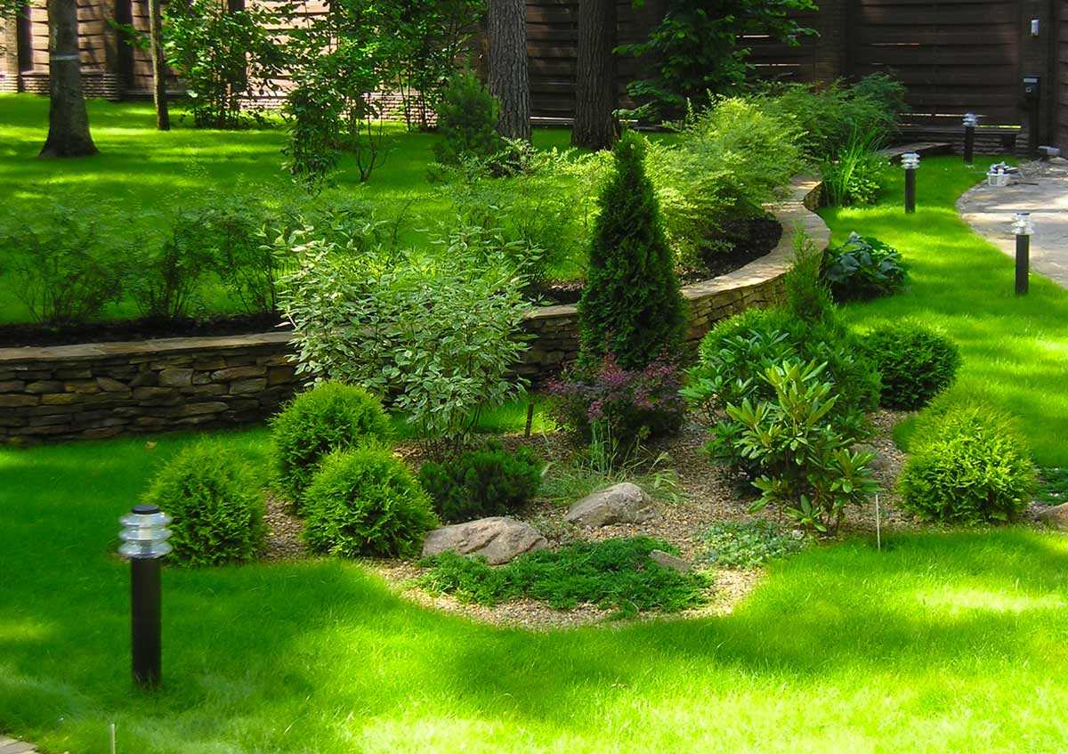 Вечнозеленые растения: виды хвойных, лиственных деревьев и кустарников в ландшафтном дизайне сада