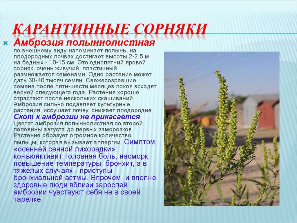 Амброзия растение где растет в россии фото
