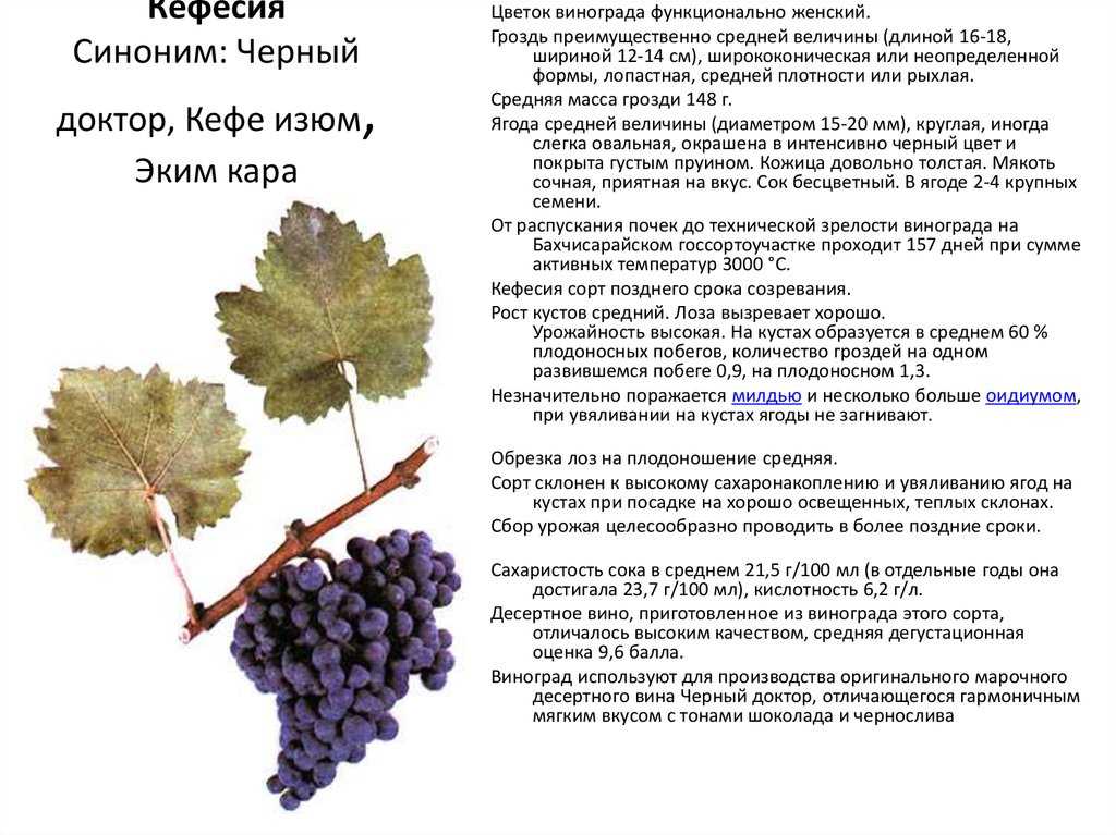 Виноград каберне совиньон: описание сорта, фото, отзывы