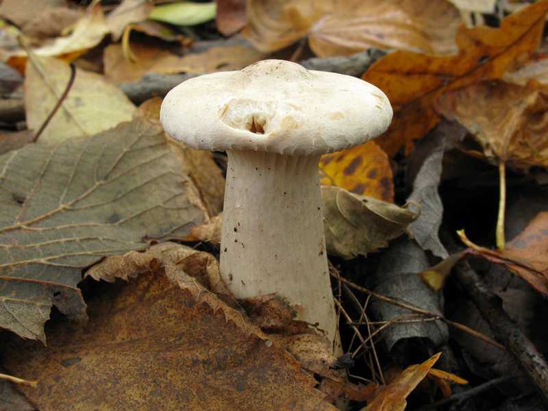 Говорушка (гриб): фото, описание, как готовить
