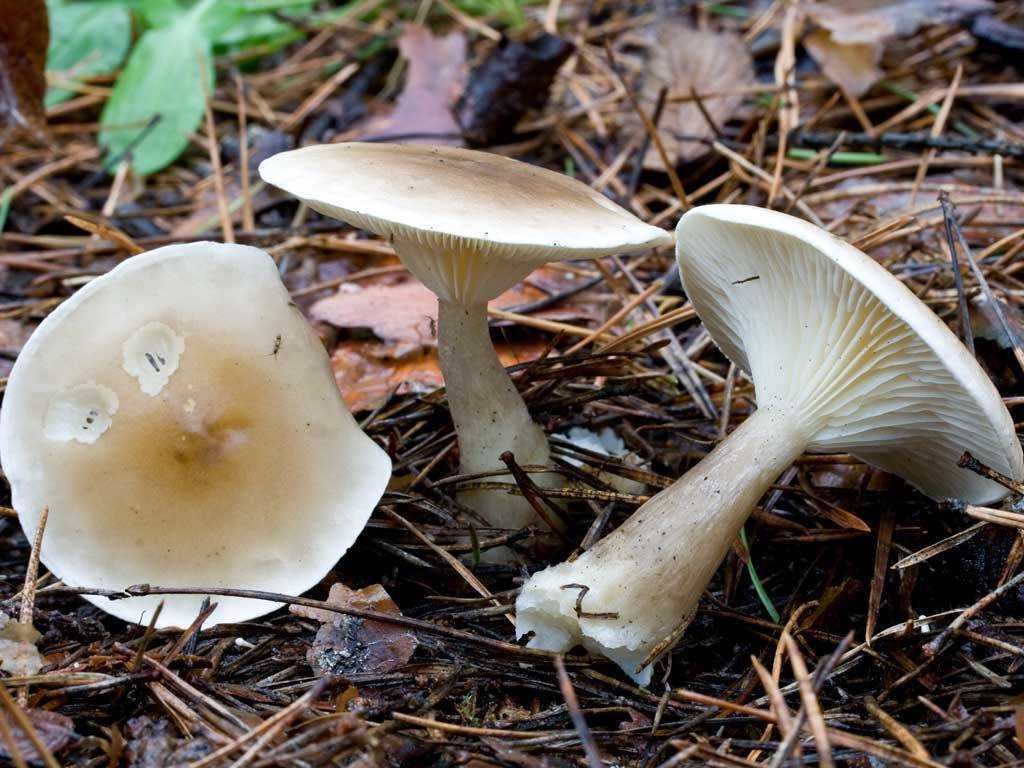 Луговые опята - съедобные грибы. фото. как отличить. как приготовить
