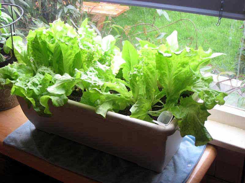 Кресс-салат: фото растения, выращивание на подоконнике и в открытом грунте, как вырастить в домашних условиях из семян, как сажать, как выглядит, данский, забава, дукат