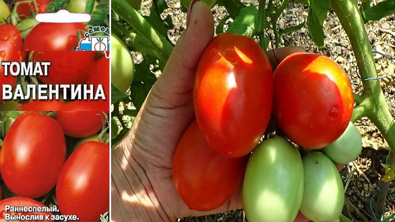 Неприхотливый сорт – томат валентина