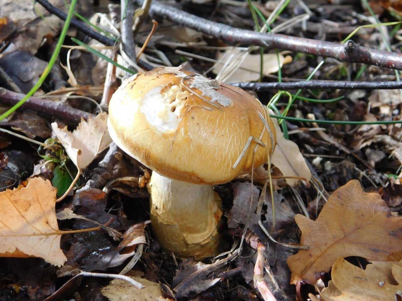 Шампиньон полевой 🍄 (14 видов съедобных грибов), где растет полевой шампиньон