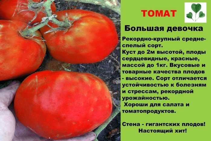Томат апельсин, описание сорта, отзывы, фото, характеристика | tomatland.ru