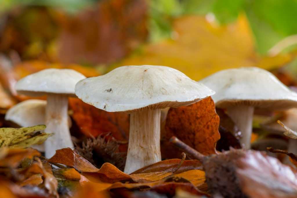 Какие съедобные грибы растут на деревьях?