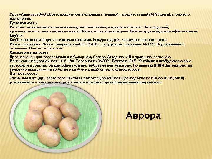 Картофель аврора: описание и характеристики сорта, посадка и уход, отзывы с фото
