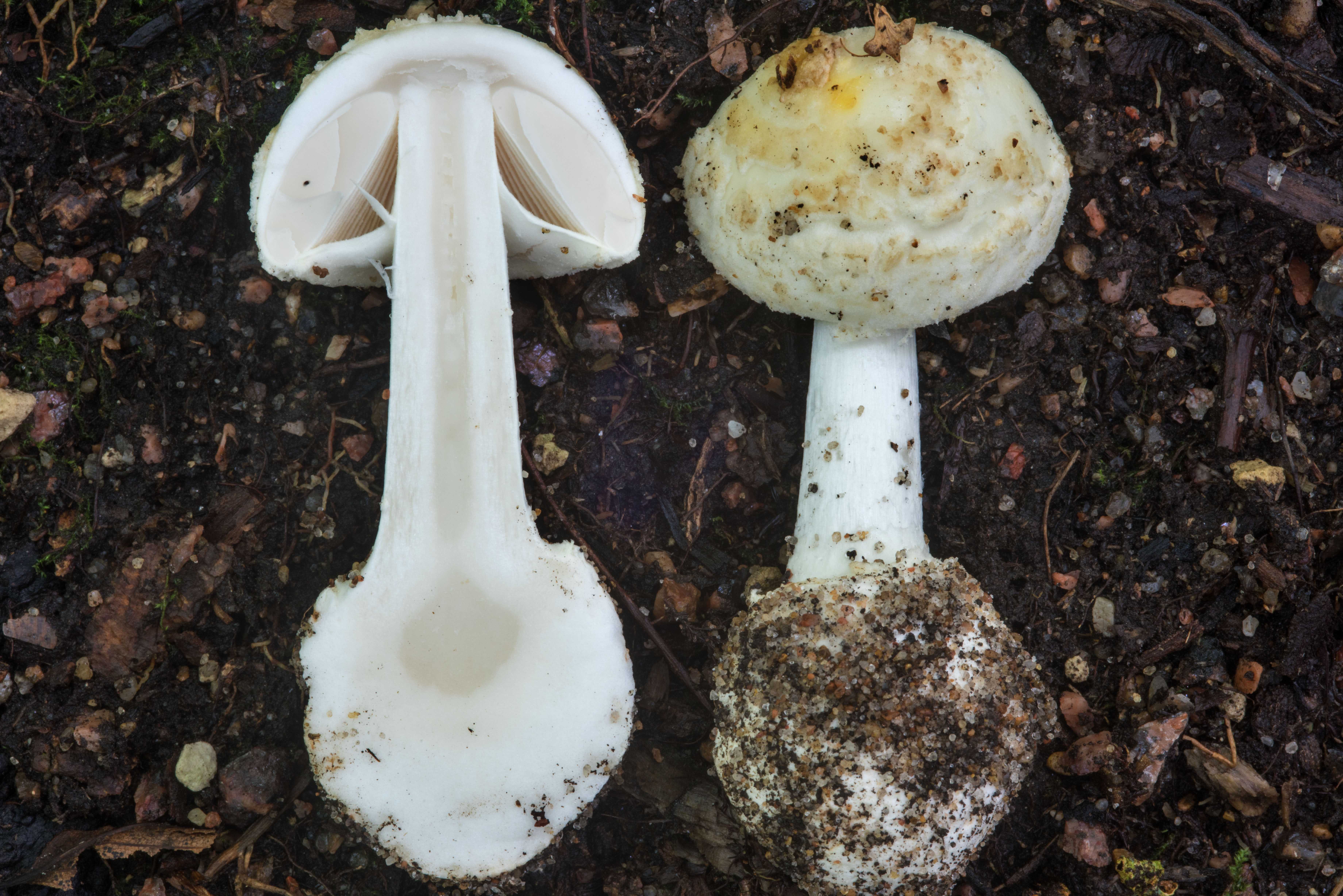 Галлюциногенные грибы: действие и последствия употребления