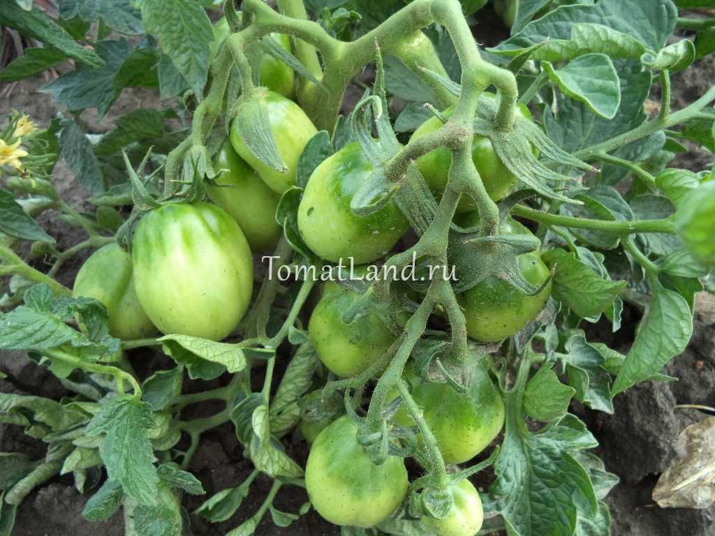 Описание сорта томата петруша огородник, его характеристика и урожайность